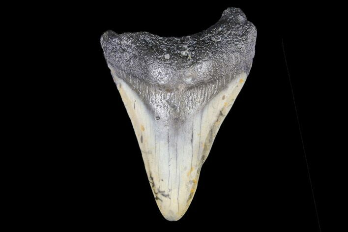Juvenile Megalodon Tooth - North Carolina #147755
